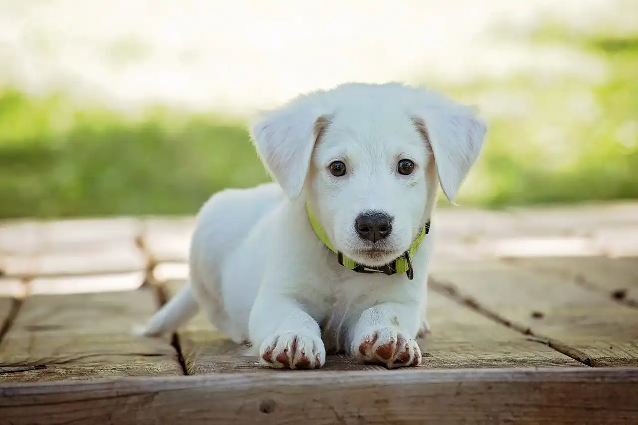 Why Teaching Your Old Dog New Tricks Can Help Them Stay Young and Active