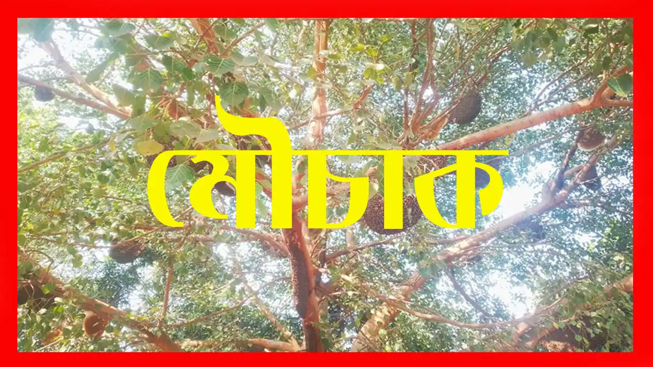 মৌচাক কাটার সঠিক সময়