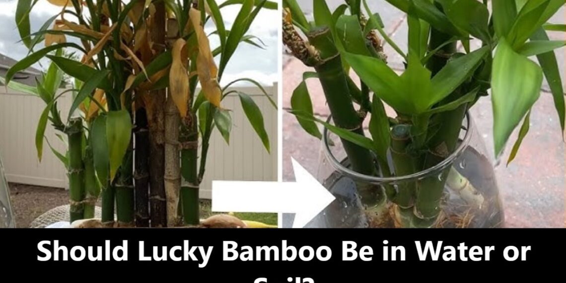 Should Lucky Bamboo Be in Water or Soil? A Comprehensive Guide to Care and Growth