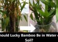 Should Lucky Bamboo Be in Water or Soil? A Comprehensive Guide to Care and Growth