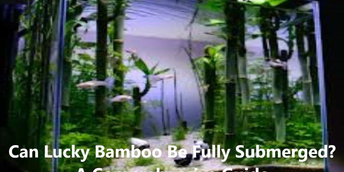 Can Lucky Bamboo Be Fully Submerged? A Comprehensive Guide