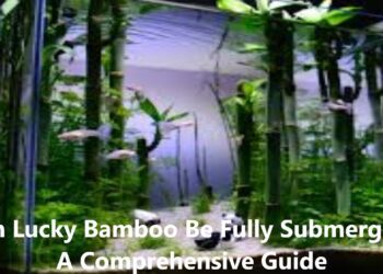 Can Lucky Bamboo Be Fully Submerged? A Comprehensive Guide