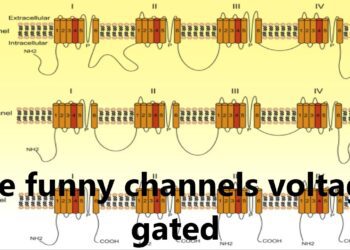 Are Funny Channels Voltage Gated? Understanding the Mechanism Behind This Phenomenon