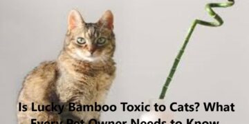 Is Lucky Bamboo Toxic to Cats? What Every Pet Owner Needs to Know