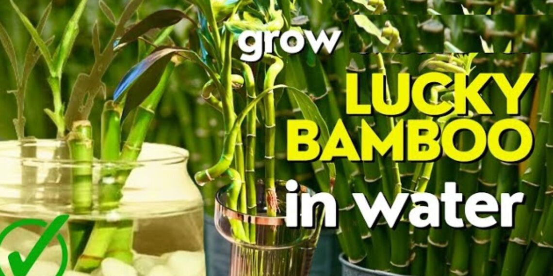 Can Lucky Bamboo Grow in Water? A Complete Guide to Nurturing Your Plant