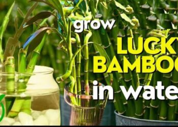 Can Lucky Bamboo Grow in Water? A Complete Guide to Nurturing Your Plant