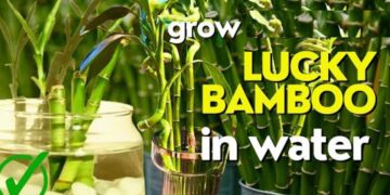 Can Lucky Bamboo Grow in Water? A Complete Guide to Nurturing Your Plant