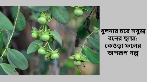 খুলনার চরে সবুজ বনের ছায়া: কেওড়া ফলের অপরূপ গল্প