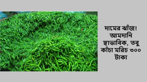 দামের ঝাঁজ! আমদানি স্বাভাবিক, তবু কাঁচা মরিচ ৩০০ টাকা