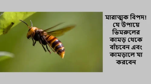 মারাত্মক বিপদ! যে উপায়ে ভিমরুলের কামড় থেকে বাঁচবেন এবং কামড়ালে যা করবেন