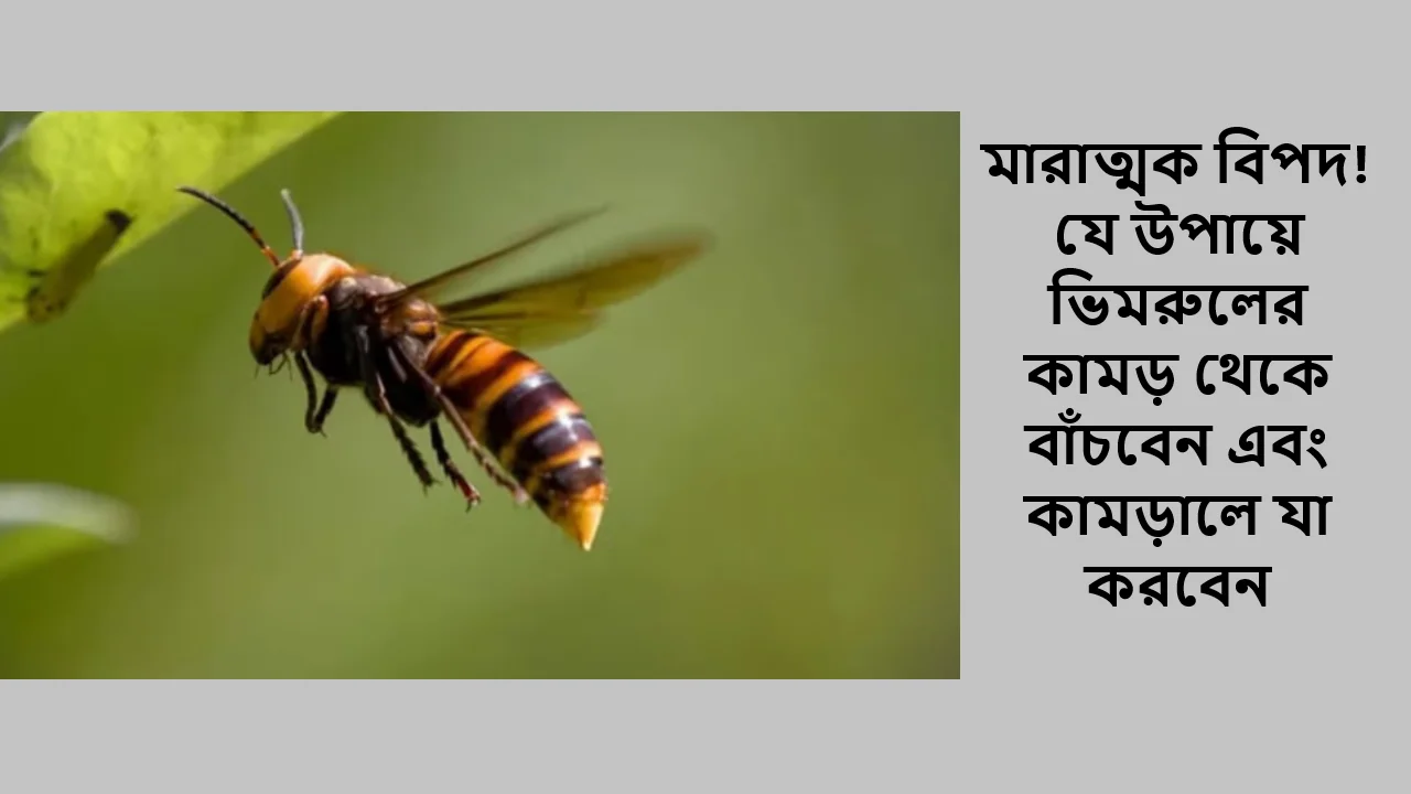 মারাত্মক বিপদ! যে উপায়ে ভিমরুলের কামড় থেকে বাঁচবেন এবং কামড়ালে যা করবেন