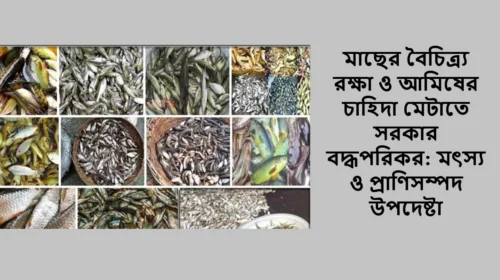 মাছের বৈচিত্র্য রক্ষা ও আমিষের চাহিদা মেটাতে সরকার বদ্ধপরিকর: মৎস্য ও প্রাণিসম্পদ উপদেষ্টা