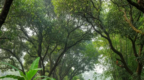 ২০ শতাংশ বনভূমি অর্জনে সরকারের নতুন পরিকল্পনা